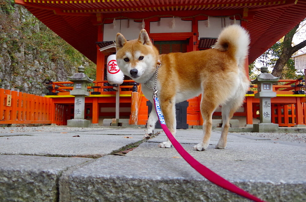 广东宏远签下新外援,补强阵容迎接新挑战,定了!广东宏远终于签下新外援