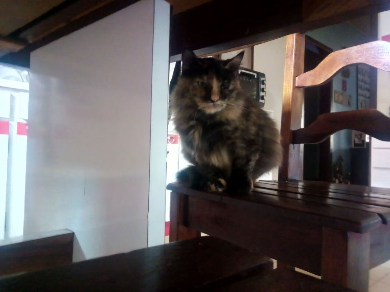 光明记忆未来之星线上赛，雄鹰展翅迎战强敌，光明记忆海报